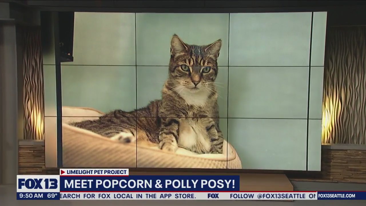 Pet of the Week: Popcorn & Polly Posy