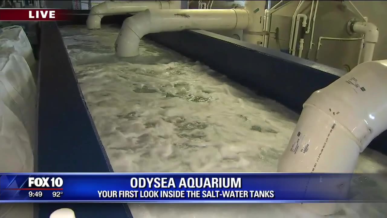 A sneak peak at Scottsdale's Odysea Aquarium
