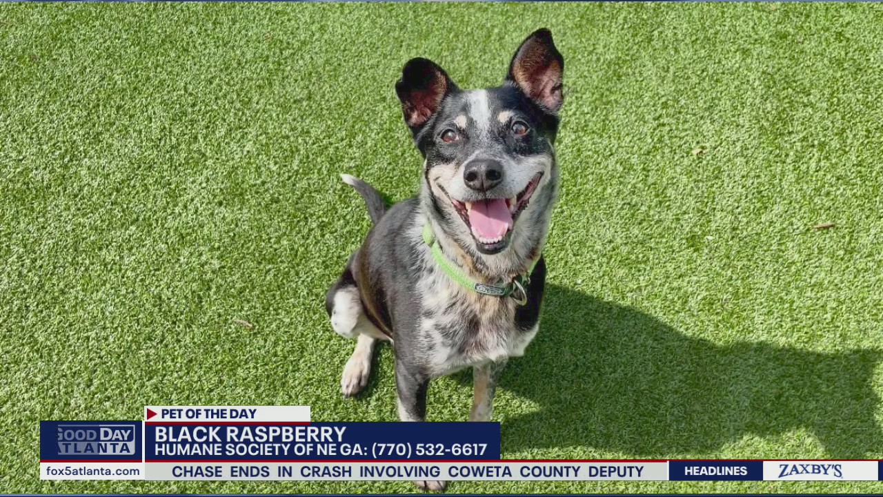 Pet of the Day from Humane Society of NE Georgia