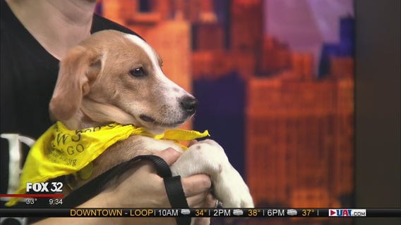 Mike's Perfect Pets: Farren