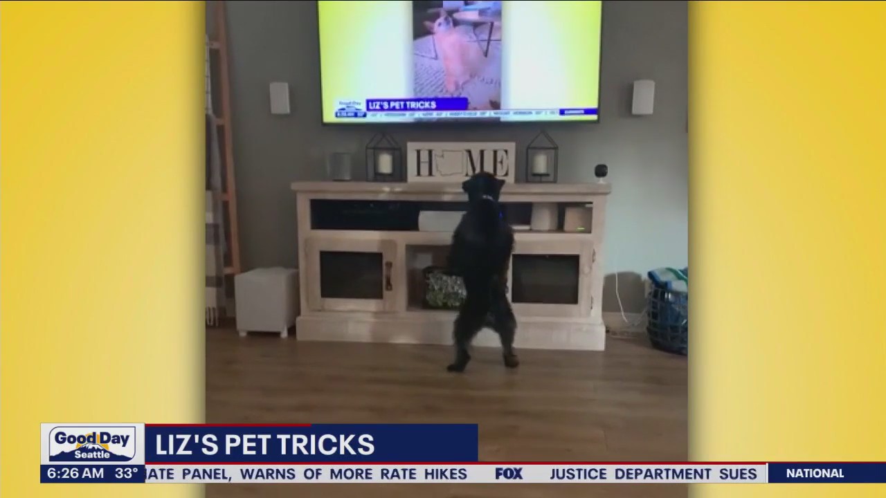 Liz's Pet Tricks for Wednesday, March 8