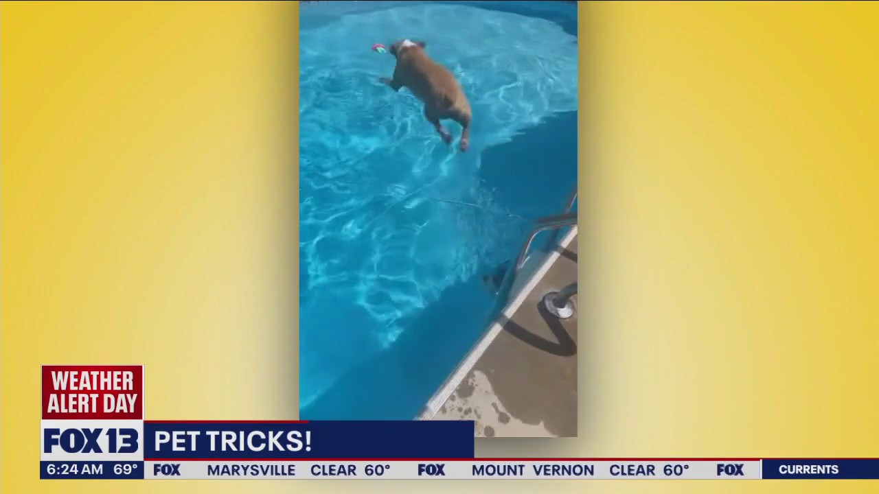 Pet Tricks for Tuesday, August 15