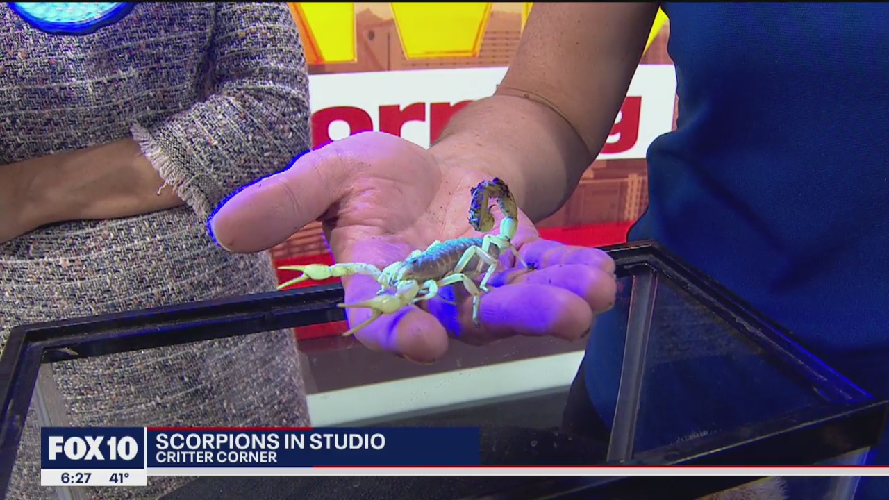 Critter Corner: Scorpions