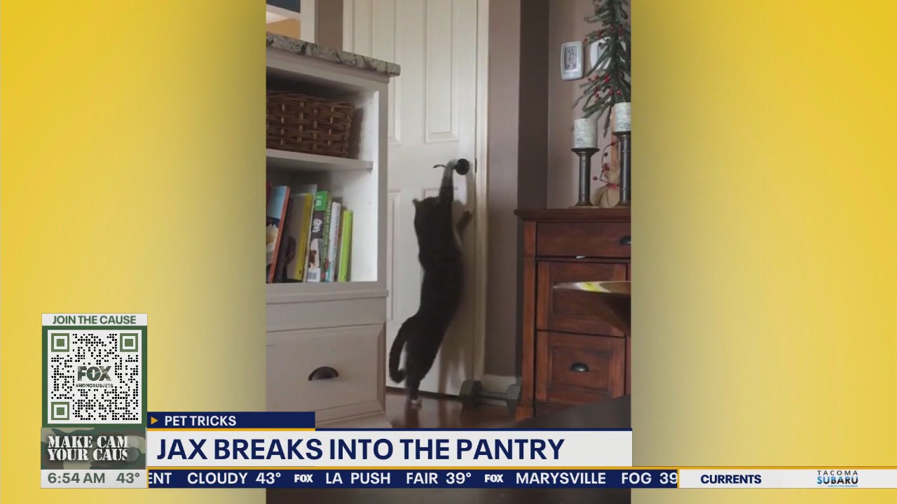 Pet Tricks for Tuesday, Nov. 11