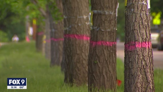 Neighbors upset over 150 trees scheduled for removal in St. Paul
