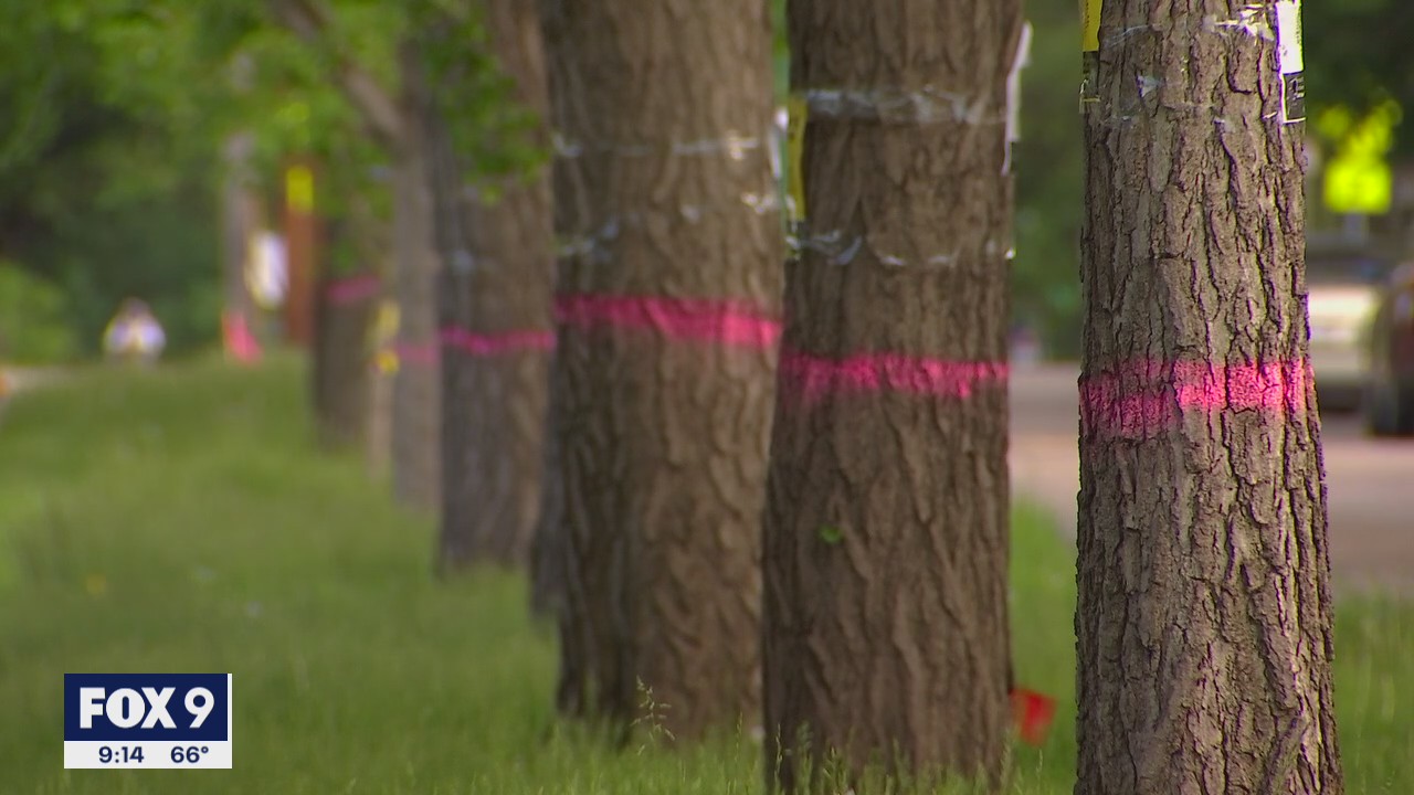 Neighbors upset over 150 trees scheduled for removal in St. Paul