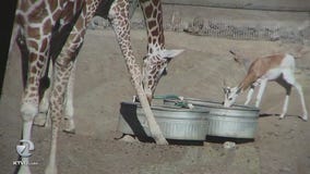 Silicon Valley software engineer raises money to save Sonoma sanctuary animals