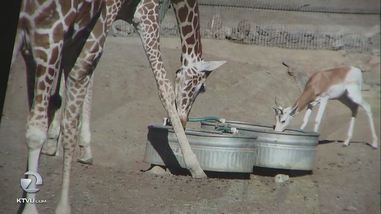 Silicon Valley software engineer raises money to save Sonoma sanctuary animals