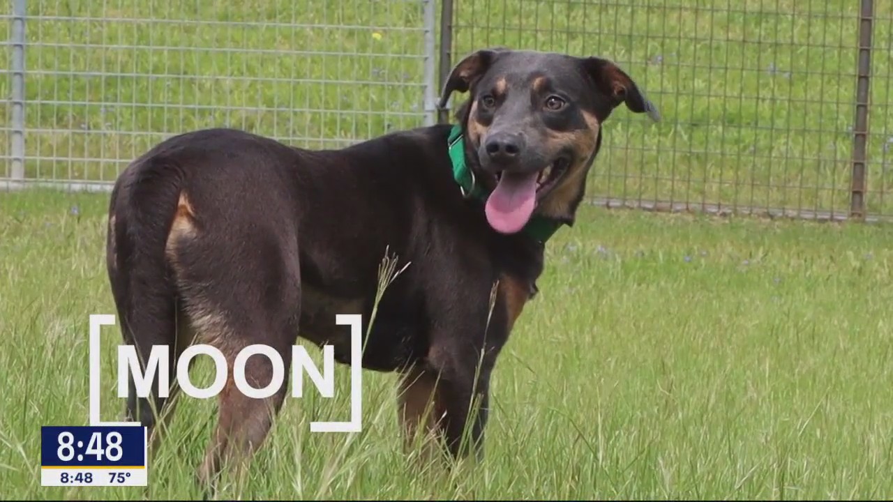 Dog of the Day: Moon