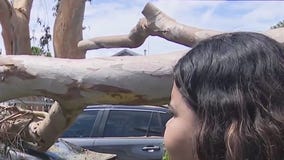 Hilary: Tree smashes into car in Sun Valley
