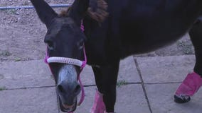 TikTok getting a 'kick' out of Conroe's singing donkey