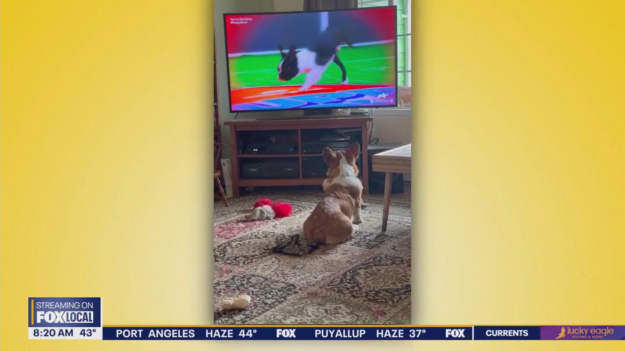 Good Day Pet Tricks for Friday, Feb. 21, 2025