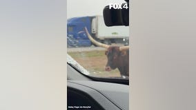 Longhorn Spotted Trotting Down Busy Highway