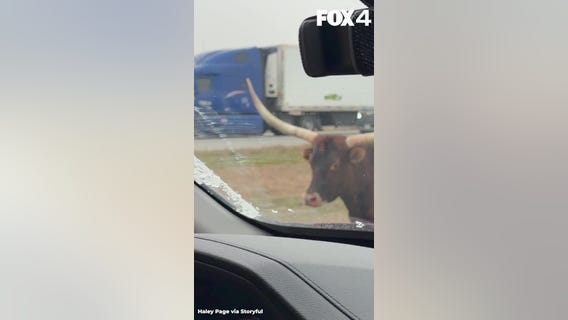 Longhorn Spotted Trotting Down Busy Highway