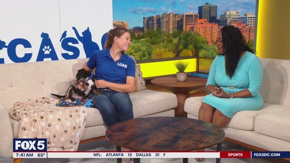 Loudoun County Animal Services Hosts Clear The Shelters Adoption Event Today