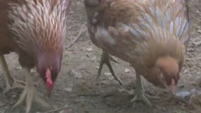 Brooklyn Park considers backyard chickens