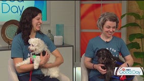 Animal Humane Society on canine influenza, Walk for Animals