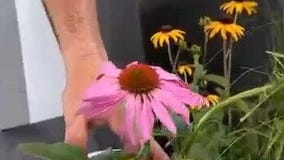 Embracing the Northwoods at MN State Fair