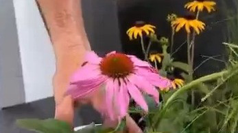 Embracing the Northwoods at MN State Fair
