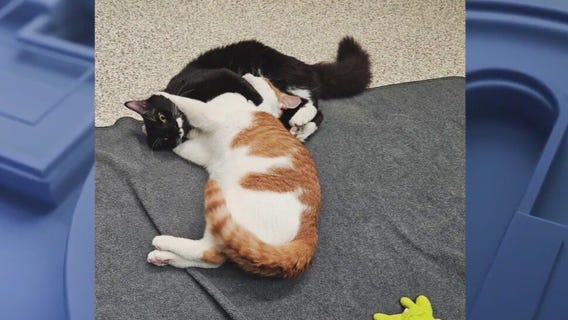 Meet Magnum and Malachi: Our Pets of the Day