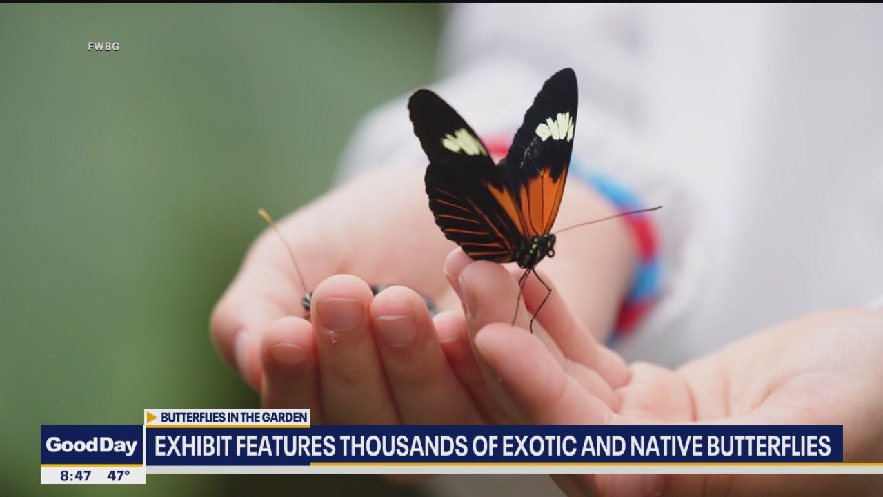 Thousands of exotic butterflies at Fort Worth exhibit