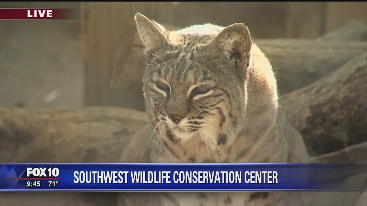 Cory's Corner: Southwest Wildlife Conservation Center