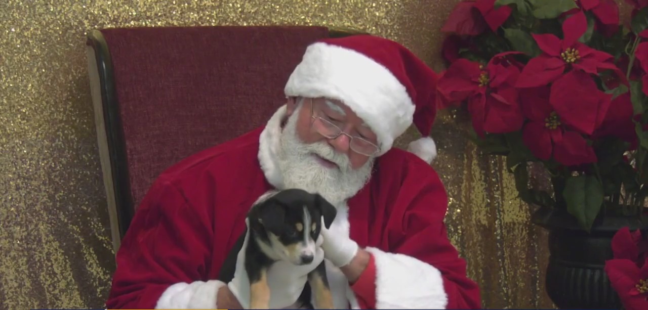 Houston Humane Society's unique adoption event