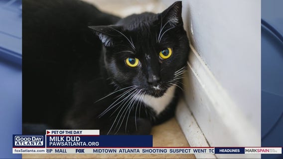 Pet of the Day from PAWS Atlanta