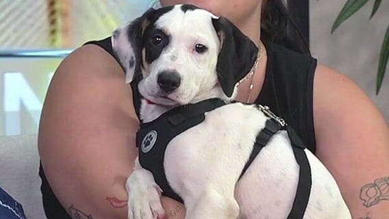 Meet Nelda, our FOX 13 Pet of the Week