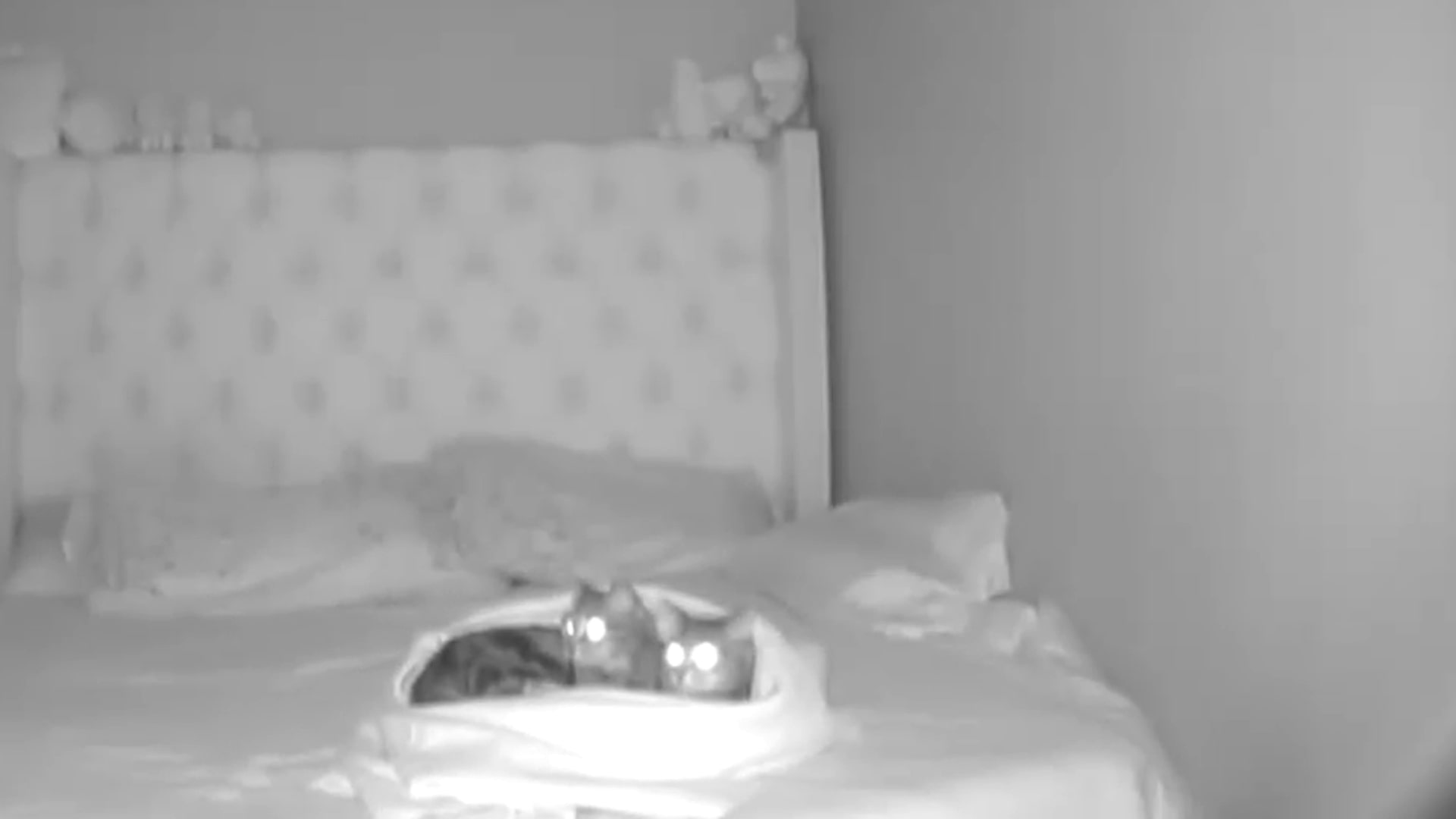 Earthquake wakes up 2 snuggling cats