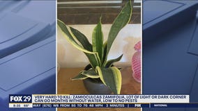 Plants you can't kill