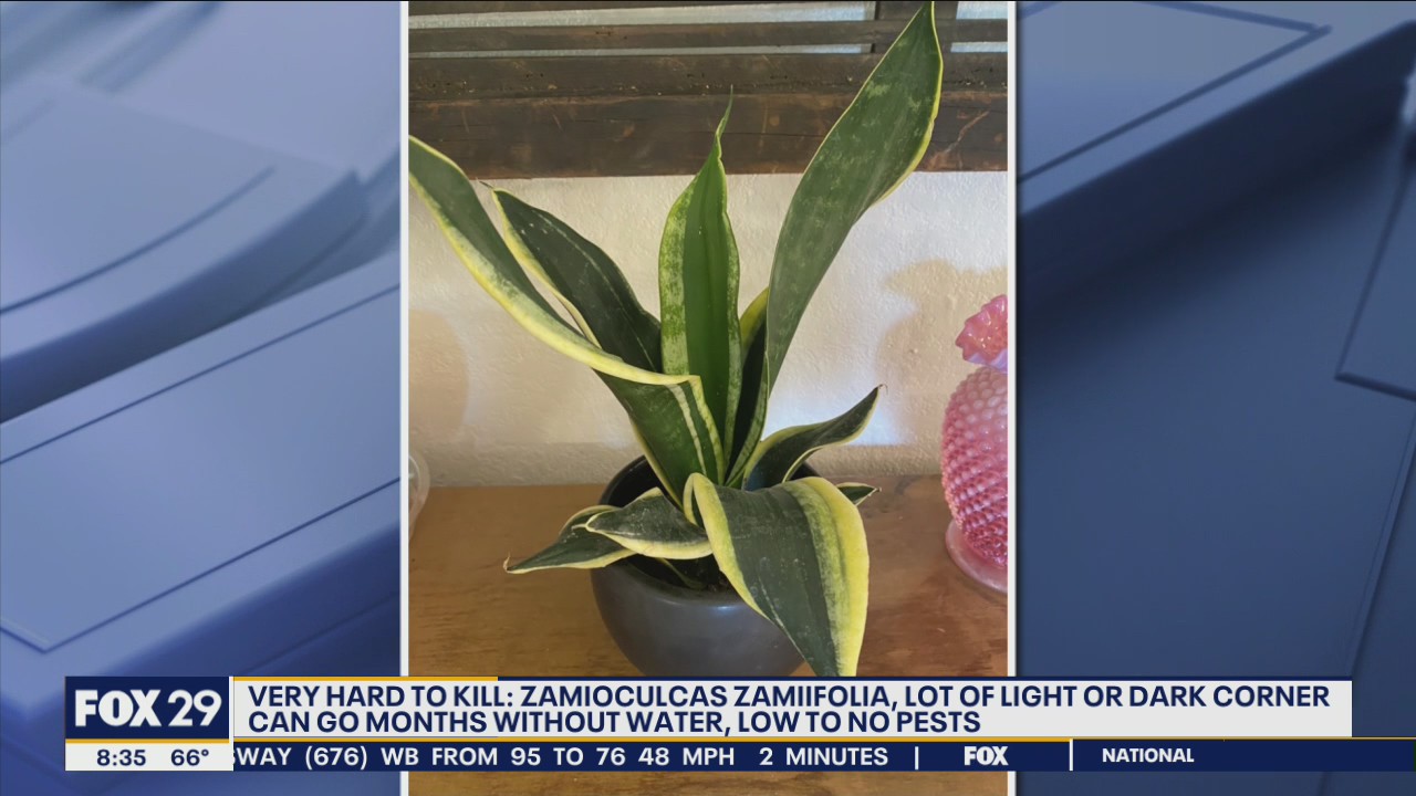 Plants you can't kill