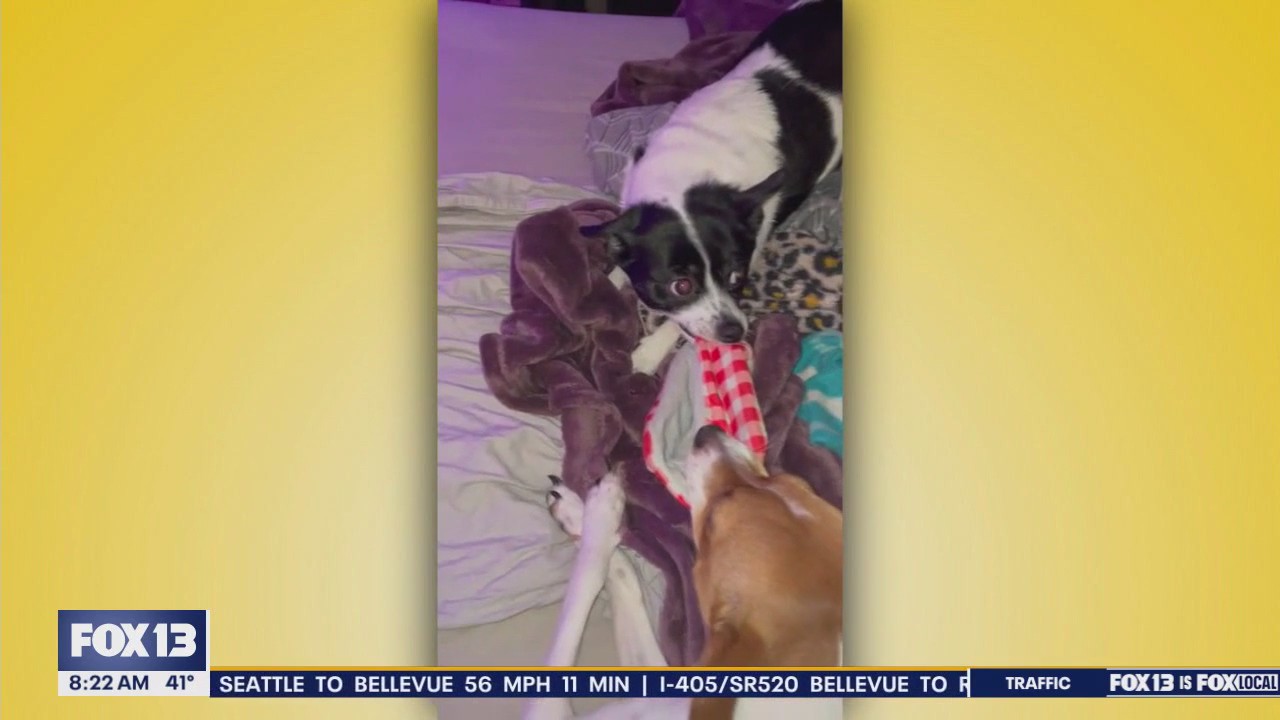 Good Day Pet Tricks for Thursday, Jan. 9