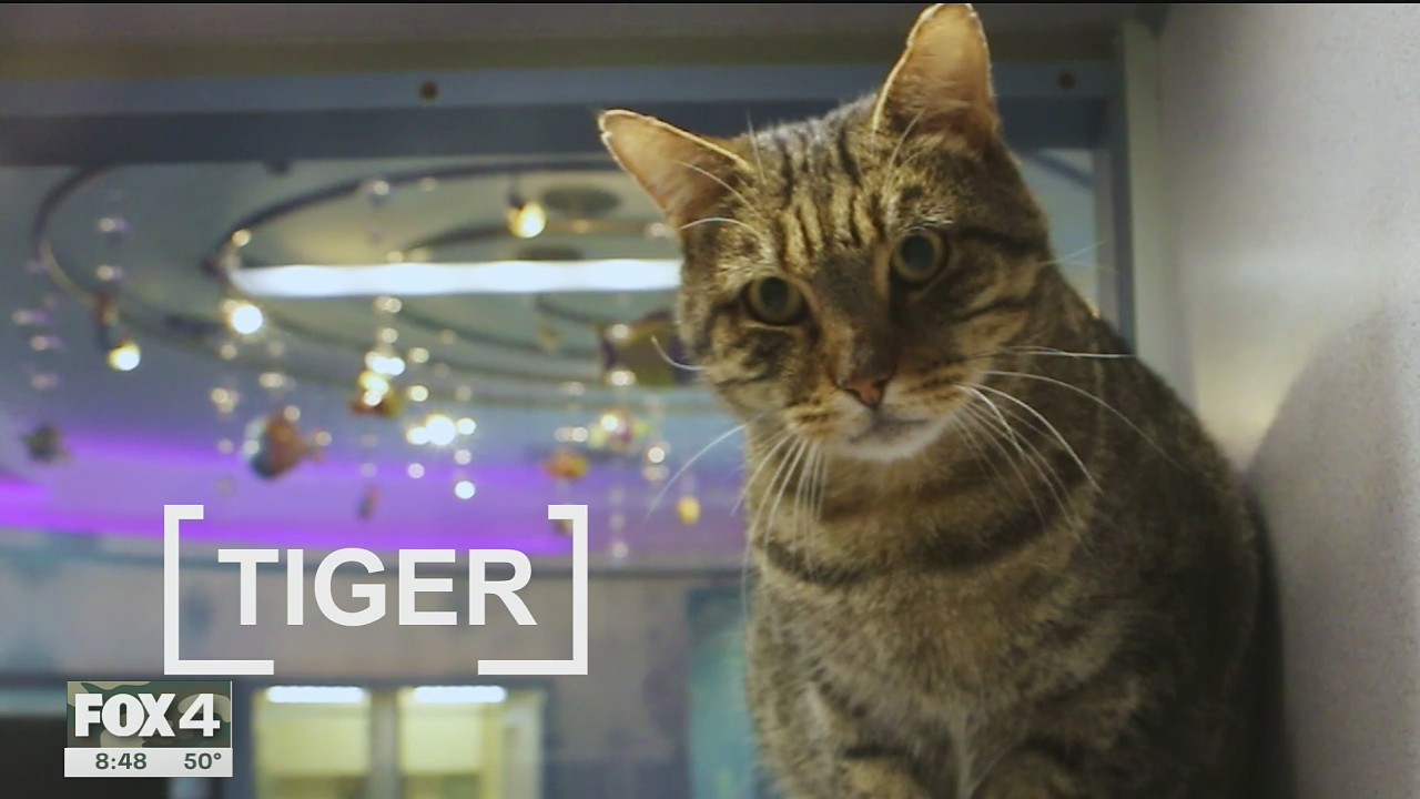 Pet of the Day: Tiger