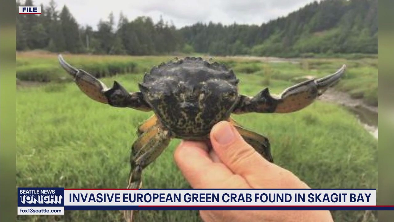 Invasive European green crabs found in Skagit Bay