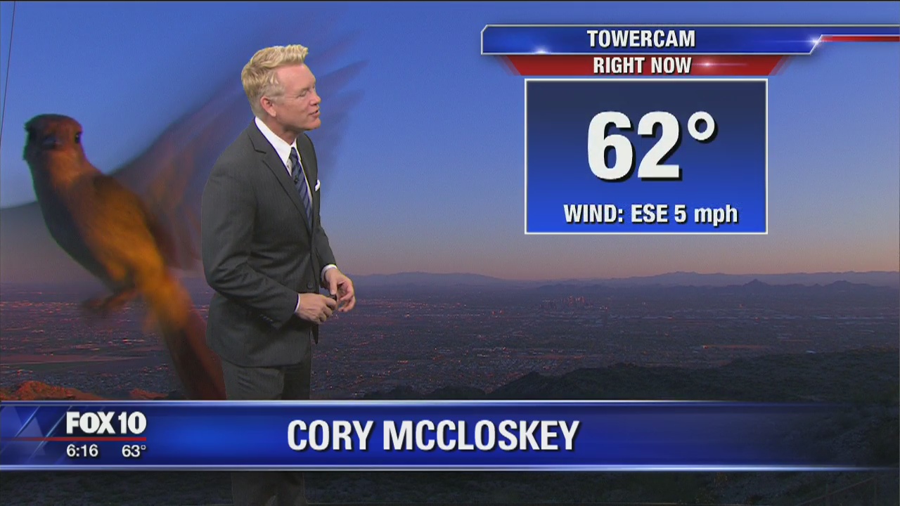 Bird flies in front of the tower cam