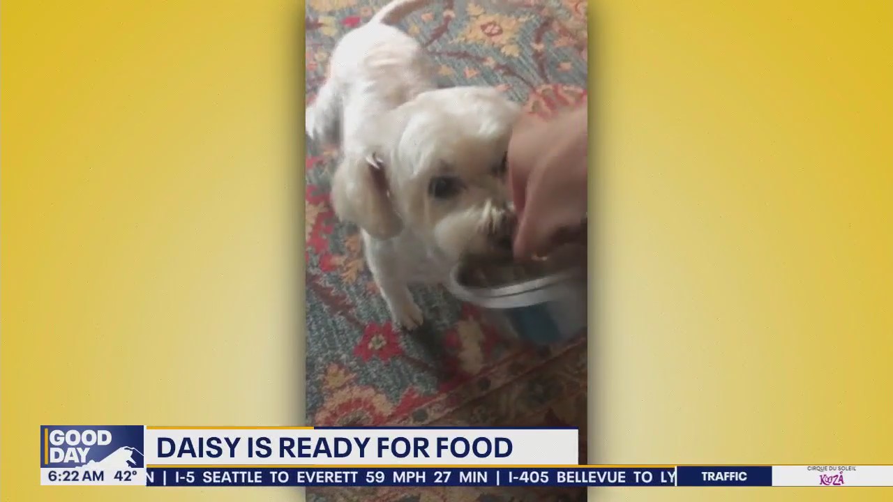 Pet Tricks for Thursday, February 20