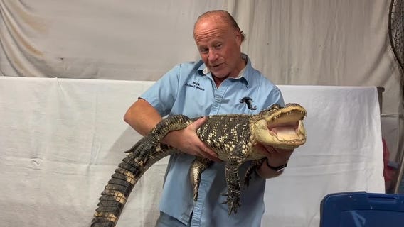 Animal Magic gives an update on Detroit alligator found in a home