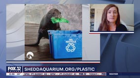 Shedd Aquarium, Lettuce Entertain You team up to curb plastic pollution