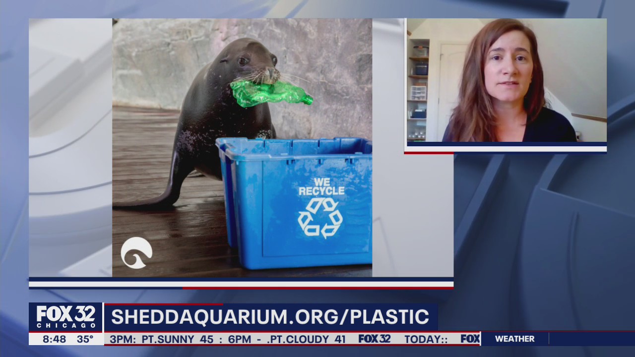 Shedd Aquarium, Lettuce Entertain You team up to curb plastic pollution