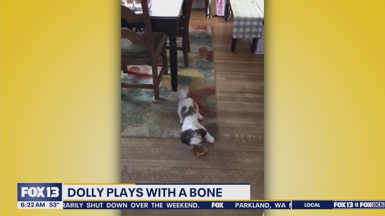 Pet Tricks for Tuesday, June 10