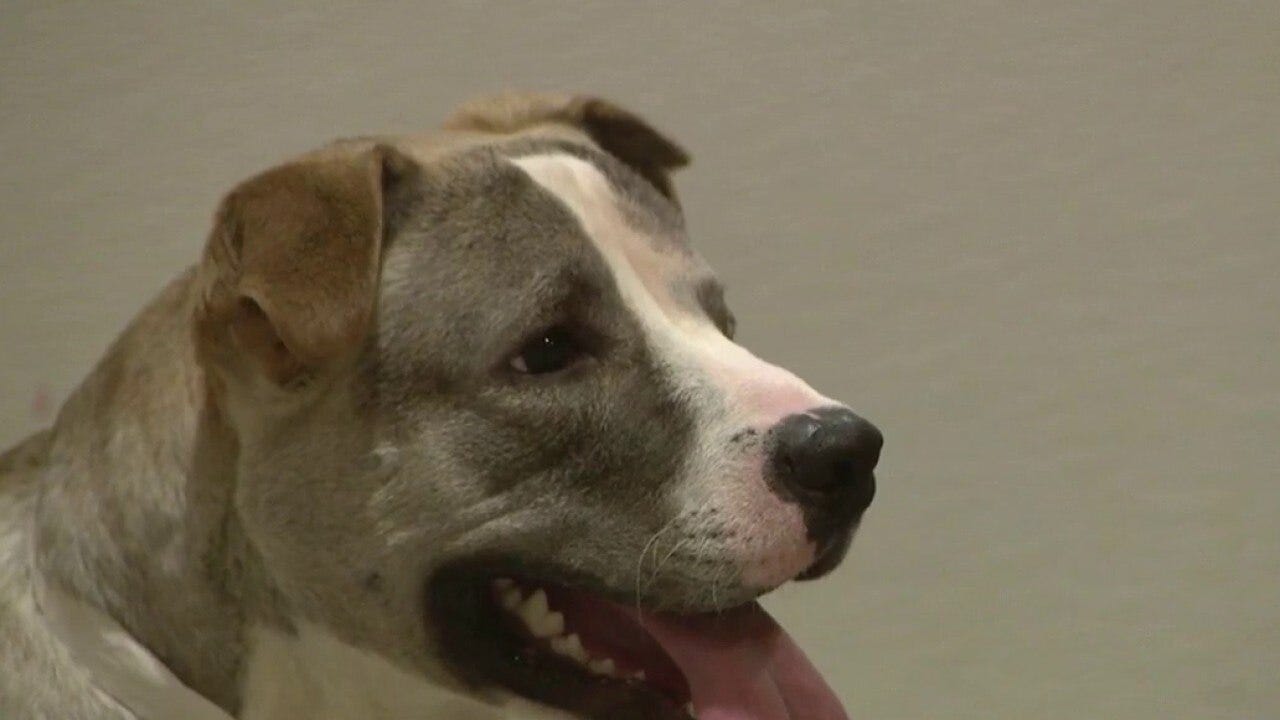 More runaway pets expected at Phoenix animal shelters