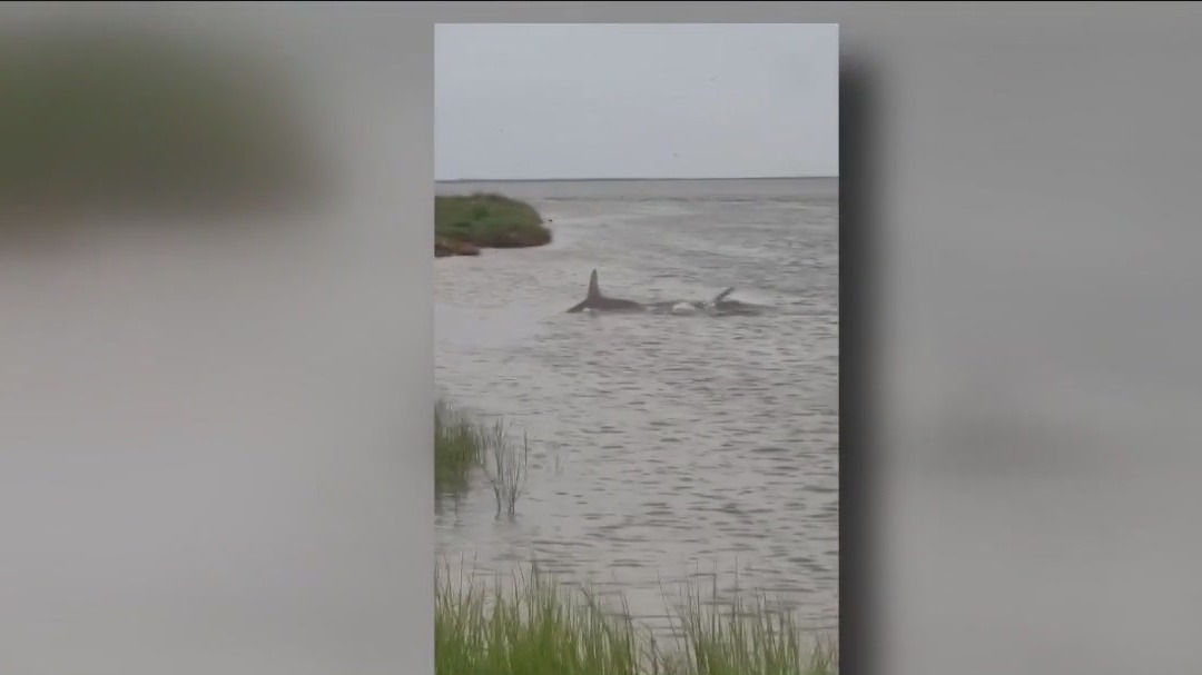 Giant hammerhead shark seen swimming in shallow waters near Galveston causes concern at Texas beaches