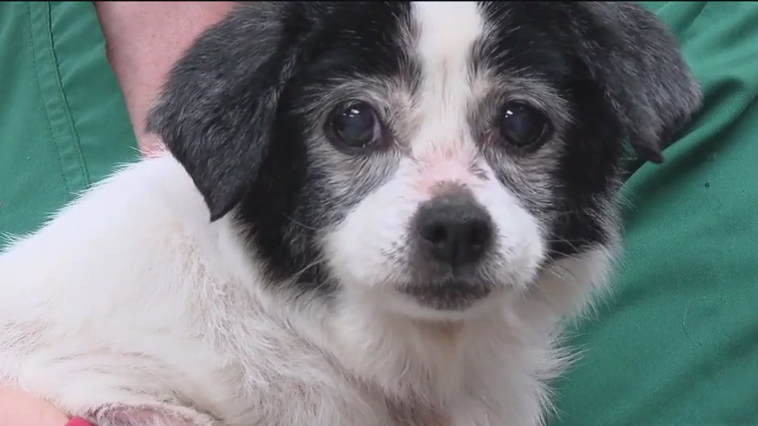 Dogs recovering from animal cruelty case | FOX 13 Tampa Bay