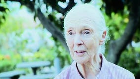 Jane Goodall dies at 91