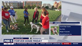 Forever Home Friday at Potomac Yard