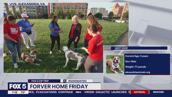 Forever Home Friday at Potomac Yard