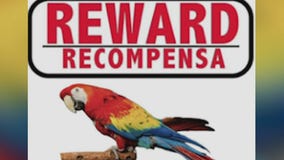 Missing bird sought by north Phoenix owner