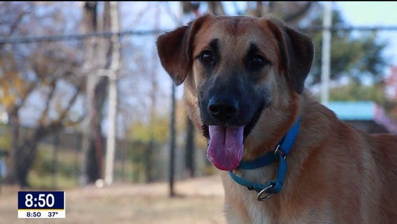 Dog of the Day: Kelly