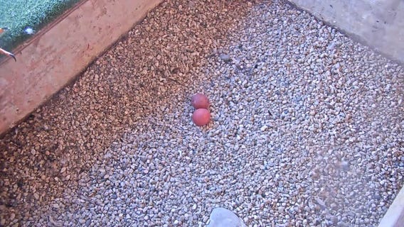 Peregrine falcon eggs laid at We Energies plant